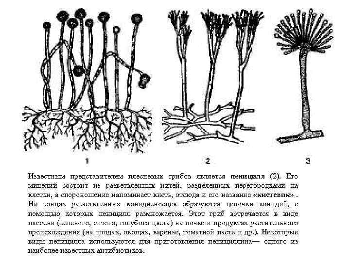 Плесневые грибы схема