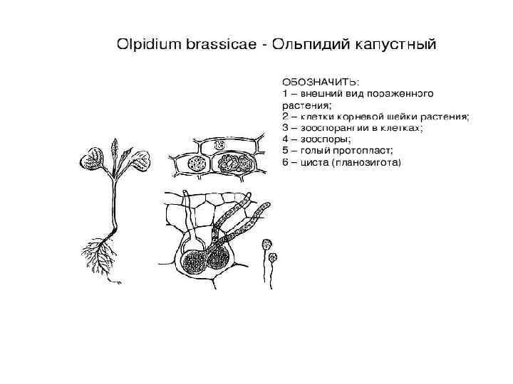 Как размножаются грибы 7 класс биология