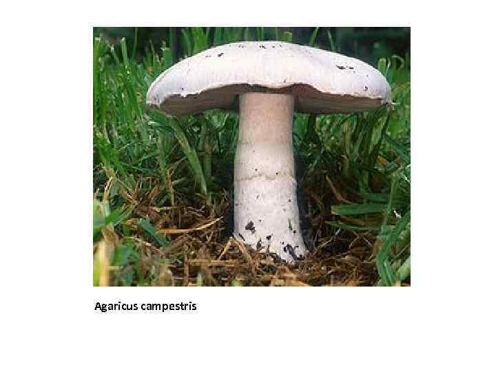 Agaricus campestris 