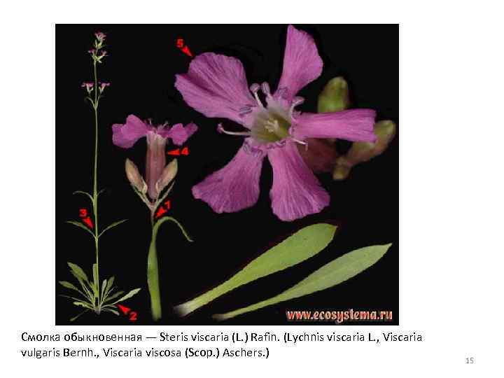 Смолка обыкновенная — Steris viscaria (L. ) Rafin. (Lychnis viscaria L. , Viscaria vulgaris