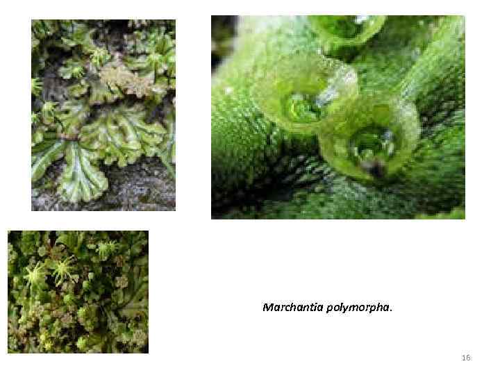 Marchantia polymorpha. 16 