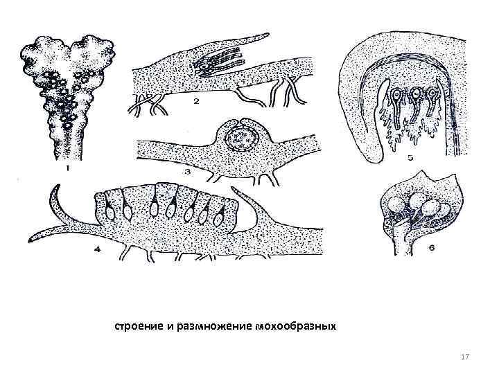 строение и размножение мохообразных 17 