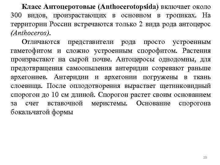 Класс Антоцеротовые (Anthocerotopsida) включает около 300 видов, произрастающих в основном в тропиках. На территории