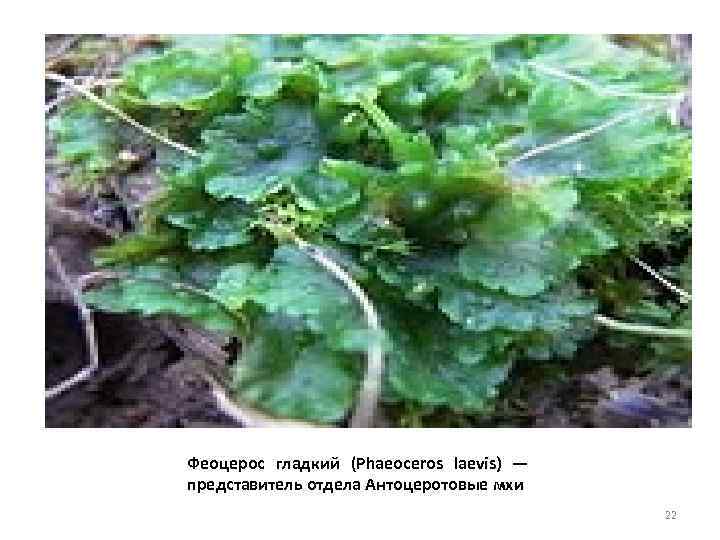 Феоцерос гладкий (Phaeoceros laevis) — представитель отдела Антоцеротовые мхи 22 