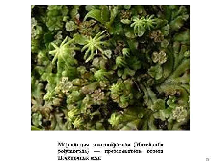 Маршанция многообразная (Marchantia polymorpha) — представитель отдела Печёночные мхи 23 