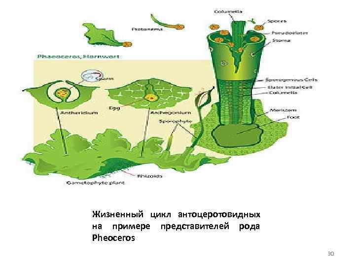 Жизненный цикл антоцеротовидных на примере представителей рода Pheoceros 30 