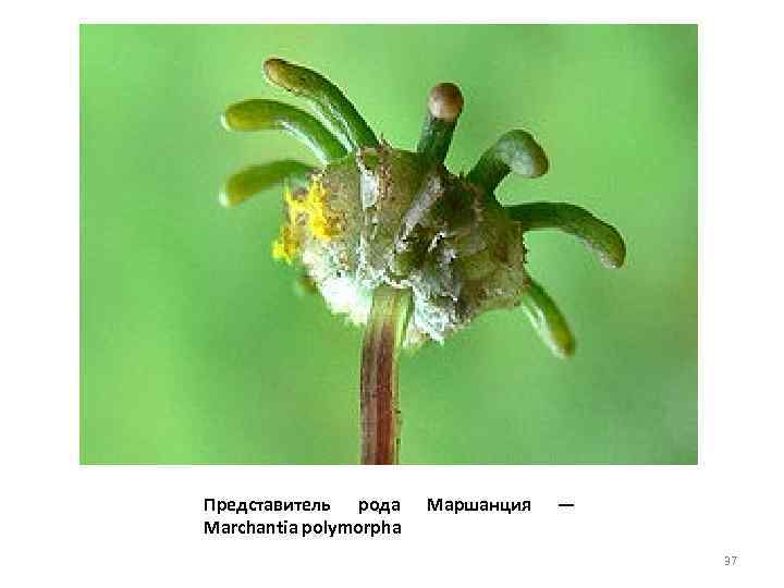 Представитель рода Marchantia polymorpha Маршанция — 37 