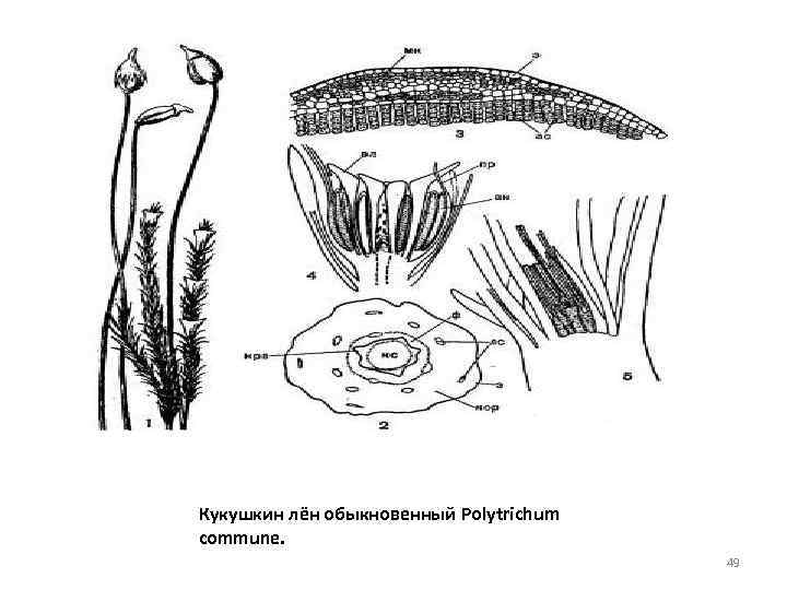 Рассмотрите изображения кукушкин лен ламинария баклажан