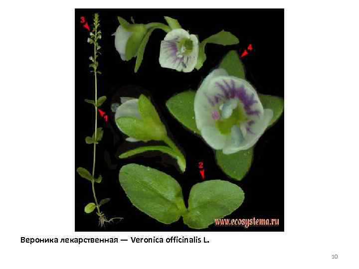 Вероника лекарственная — Veronica officinalis L. 10 