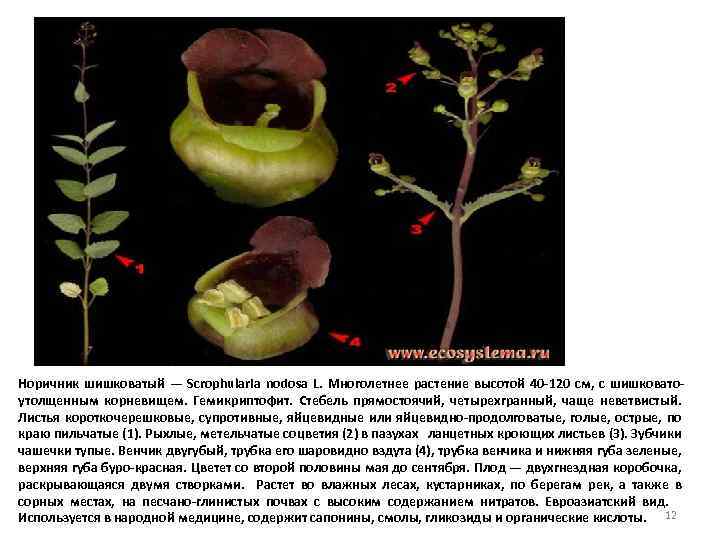 Норичник шишковатый — Scrophularia nodosa L. Многолетнее растение высотой 40 -120 см, с шишковатоутолщенным