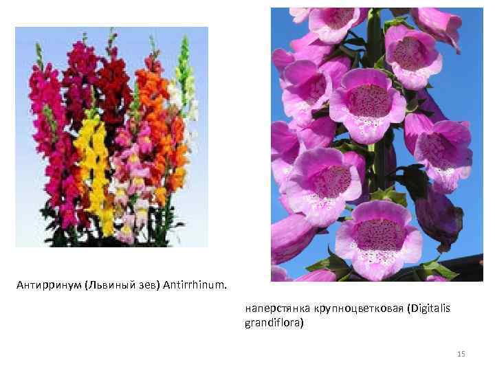 Антирринум (Львиный зев) Antirrhinum. наперстянка крупноцветковая (Digitalis grandiflora) 15 