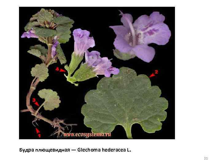 Будра плющевидная — Glechoma hederacea L. 21 