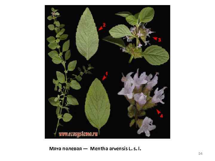 Мята полевая — Mentha arvensis L. s. l. 24 