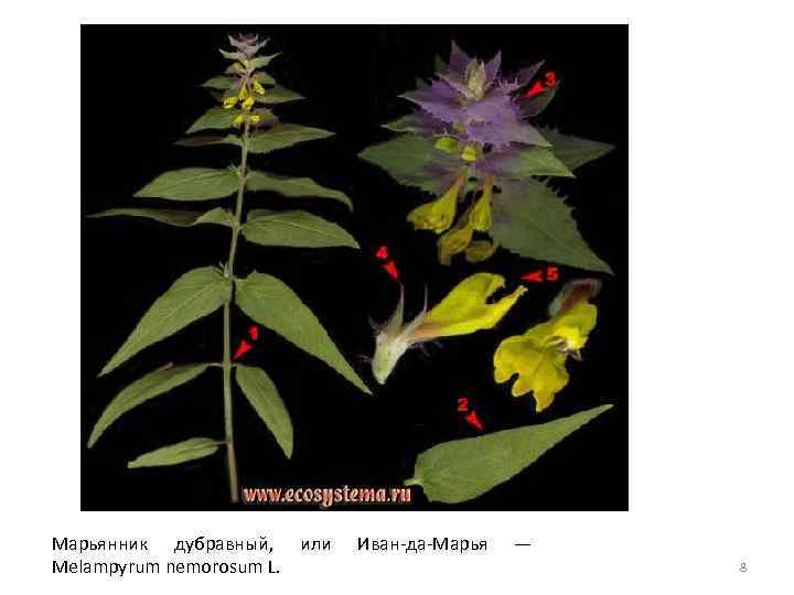 Марьянник дубравный, или Melampyrum nemorosum L. Иван-да-Марья — 8 