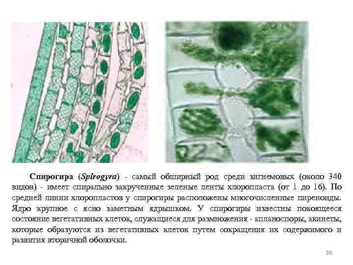 Цикл спирогиры. Вегетативное размножение спирогиры. Спирогира водоросль размножение. Конъюгация водоросли спирогиры. Спирогира Тип таллома.