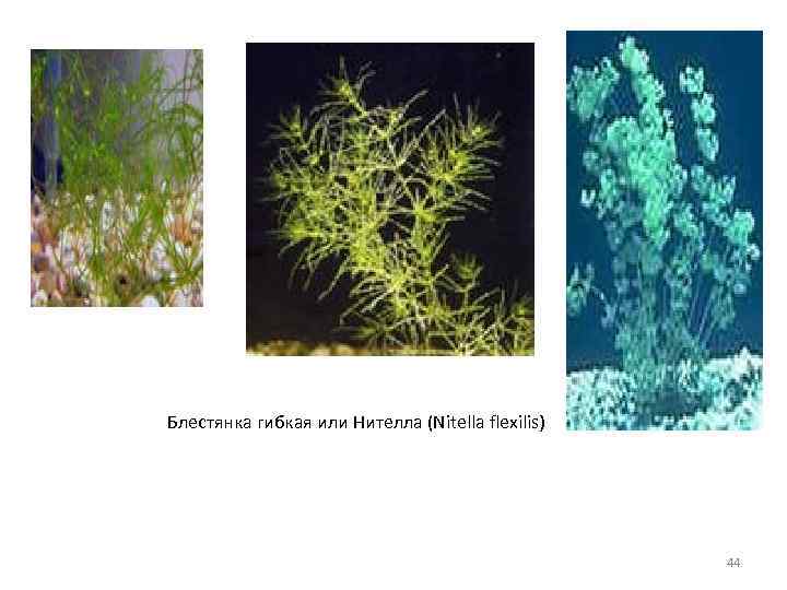 Нителла среда обитания. Нителла это многоклеточная зеленая водоросль. Блестянка аквариумное растение. Нителла Флексилис. Аквариумные растения нителла.