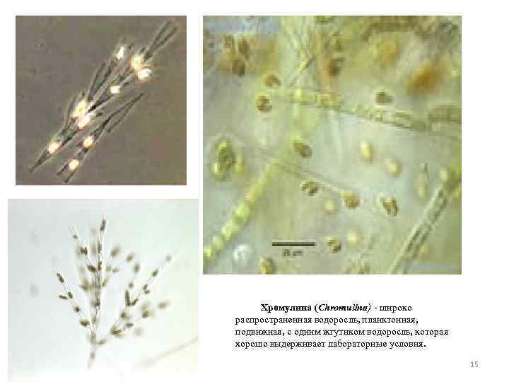 Хромулина (Chromulina) - широко распространенная водоросль, планктонная, подвижная, с одним жгутиком водоросль, которая хорошо