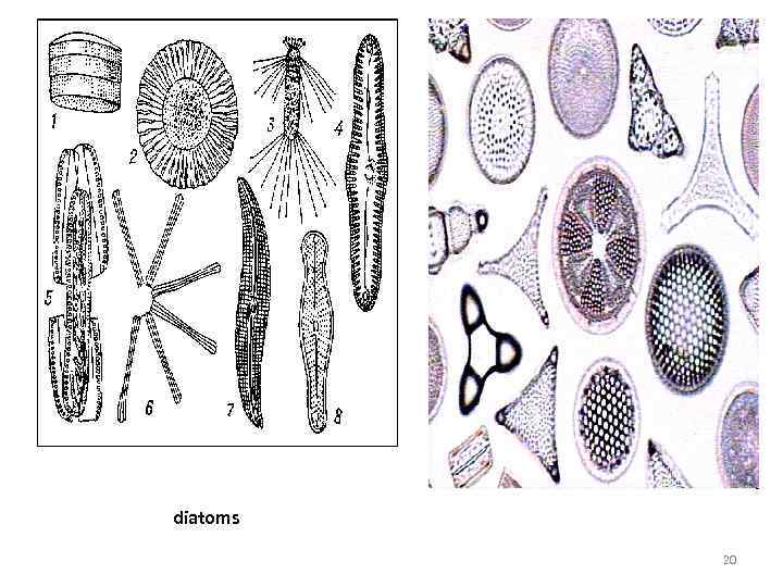 diatoms 20 