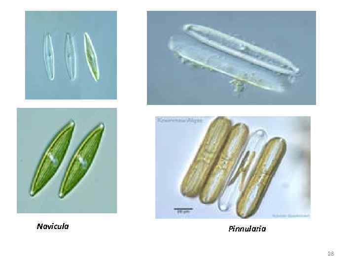 Navicula Pinnularia 28 