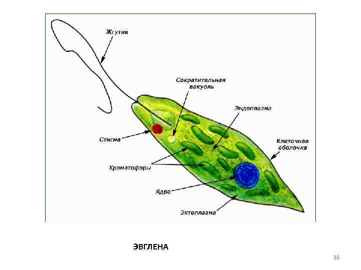 ЭВГЛЕНА 38 