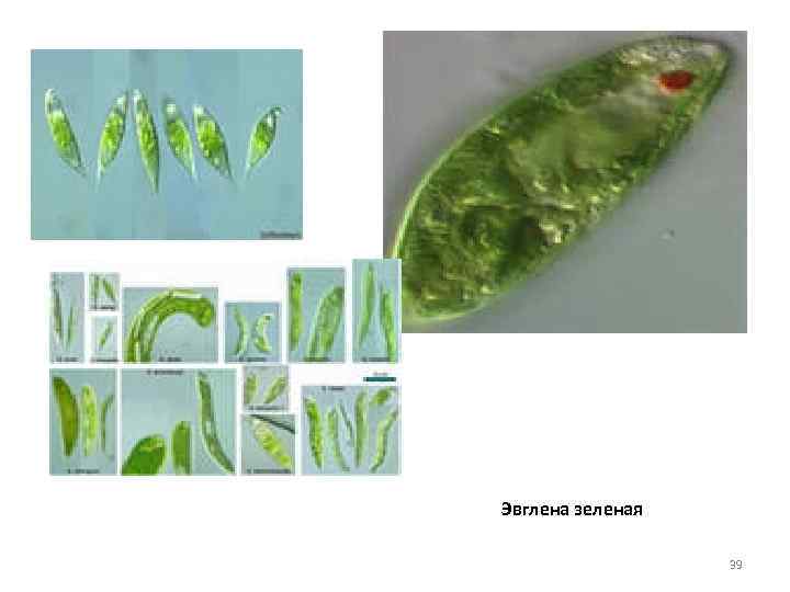 Эвглена зеленая 39 