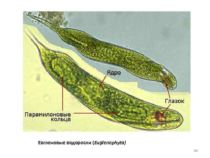 Евгленовые водоросли (Euglenophyta) 44 