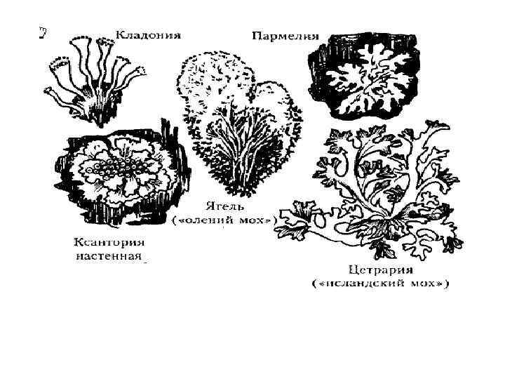 Мох картинка черно белая