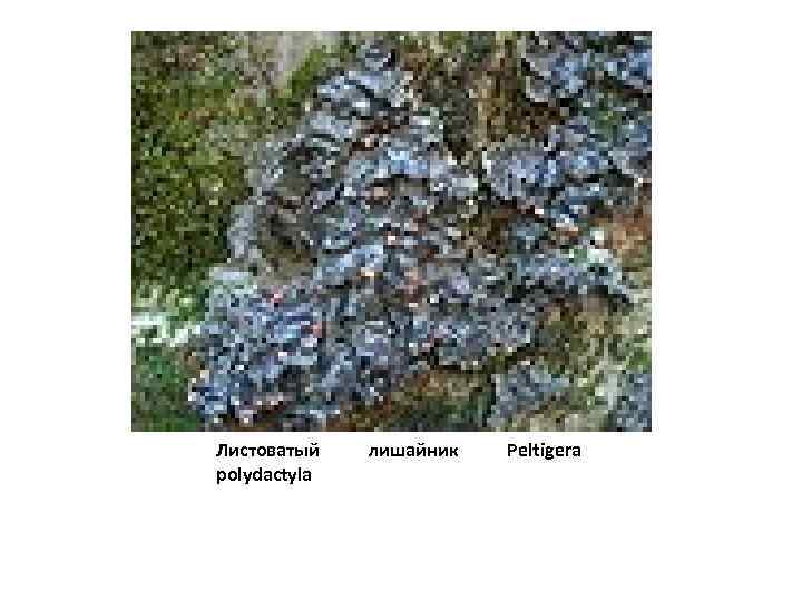 Листоватый polydactyla лишайник Peltigera 