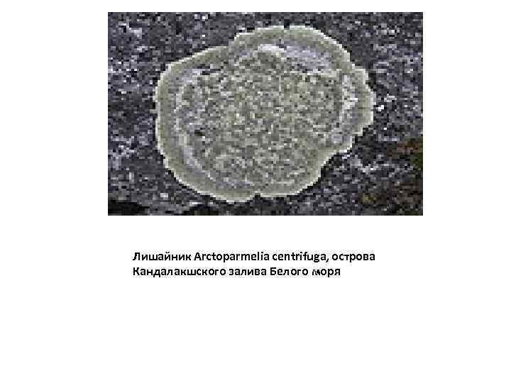 Лишайник Arctoparmelia centrifuga, острова Кандалакшского залива Белого моря 