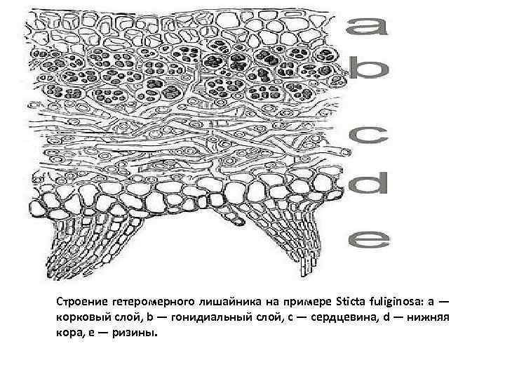 Лишайники рисунок карандашом легко