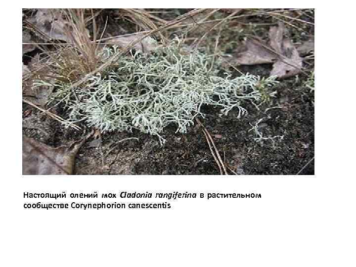 Настоящий олений мох Cladonia rangiferina в растительном сообществе Corynephorion canescentis 