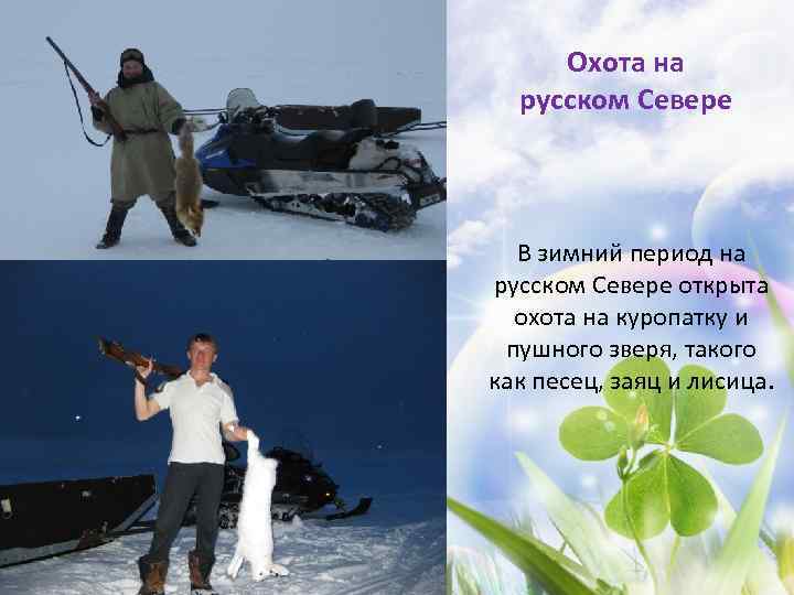 Охота на русском Севере В зимний период на русском Севере открыта охота на куропатку