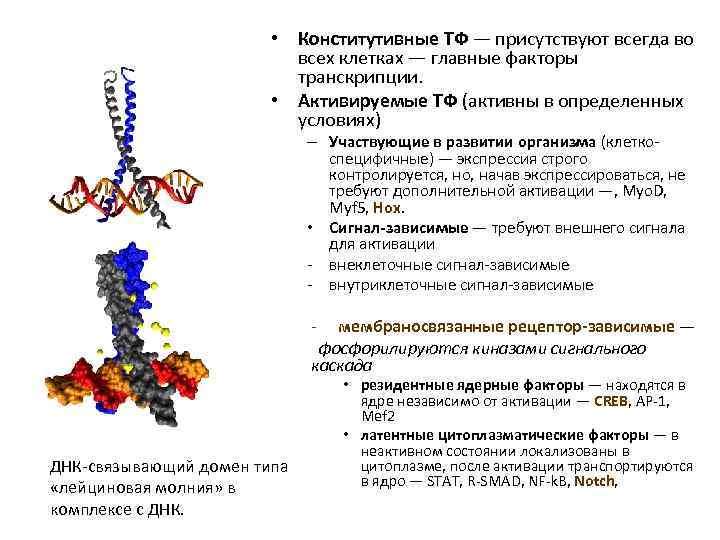  • Конститутивные ТФ — присутствуют всегда во всех клетках — главные факторы транскрипции.