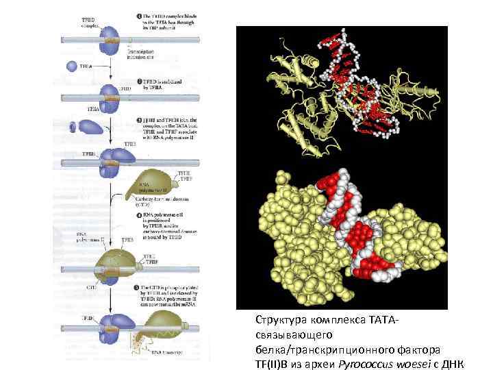  • Сборка комплекса инициации транскрипции у эукариот на последовательности ТАТА. Структура комплекса TATAсвязывающего