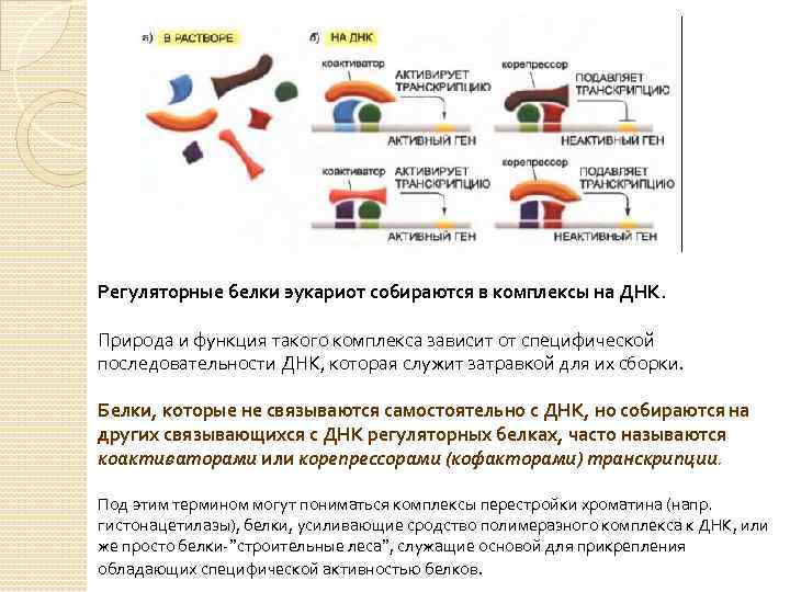 Регуляторные белки эукариот собираются в комплексы на ДНК. Природа и функция такого комплекса зависит