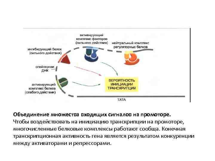 Объединение множества входящих сигналов на промоторе. Чтобы воздействовать на инициацию транскрипции на промоторе, многочисленные