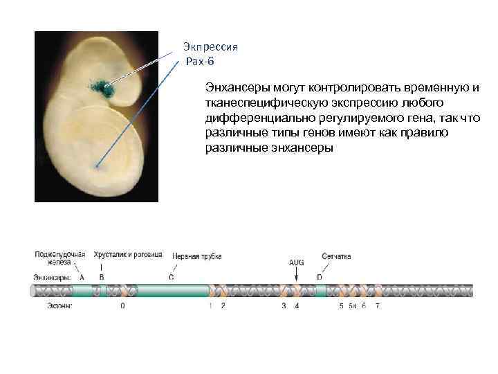 Экпрессия Pax-6 Энхансеры могут контролировать временную и тканеспецифическую экспрессию любого дифференциально регулируемого гена, так