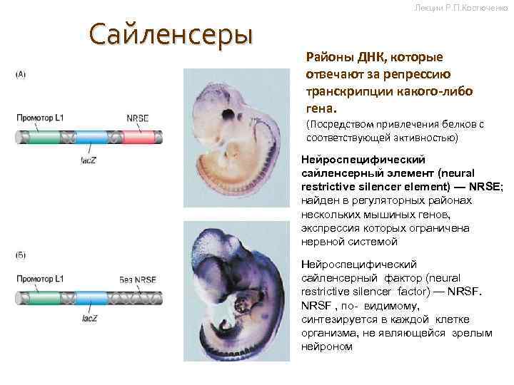 Лекции Р. П. Костюченко Сайленсеры Районы ДНК, которые отвечают за репрессию транскрипции какого-либо гена.