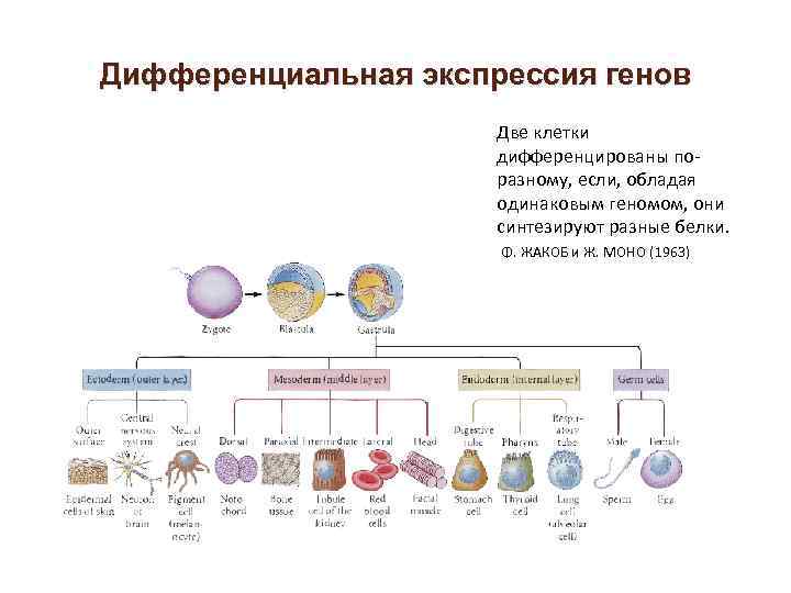 Дифференциальная активность гена. Концепция дифференциальной экспрессии генов. Дифференциальная активность клеток. Экспрессии генов дифференцировка клеток. Дифференциальная активность генов.