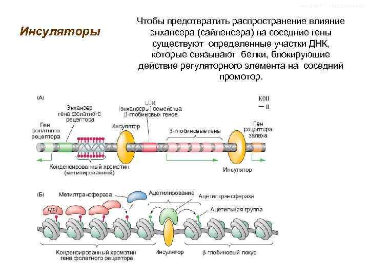 Лекции Р. П. Костюченко Инсуляторы Чтобы предотвратить распространение влияние энхансера (сайленсера) на соседние гены