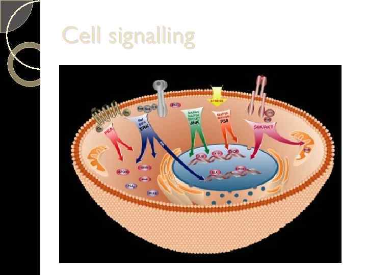 Cell signalling 