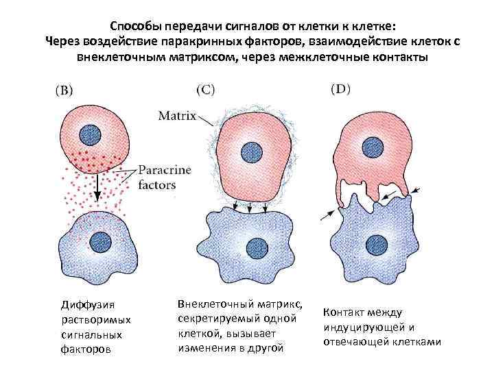 Способы передачи сигналов от клетки к клетке: Через воздействие паракринных факторов, взаимодействие клеток с