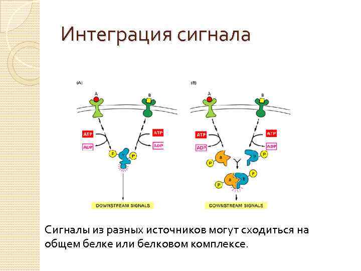 Интеграция сигнала Сигналы из разных источников могут сходиться на The signals from several different