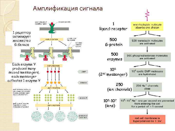 Амплификация сигнала 1 рецептор активирует множество G-белков 1 ligand-receptor 500 G-protein 500 enzymes Each