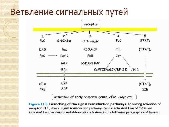 Ветвление сигнальных путей 