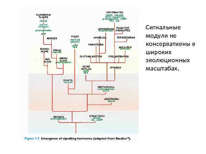 Сигнальные модули не консервативны в широких эволюционных масштабах. 