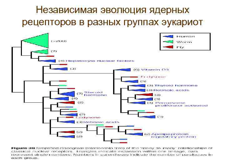 Независимая эволюция ядерных рецепторов в разных группах эукариот 