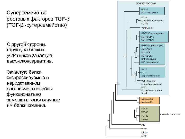 Ле Суперсемейство ростовых факторов TGF-β (TGF-β -суперсемейство) С другой стороны, структура белковучастников зачастую высококонсерватина.