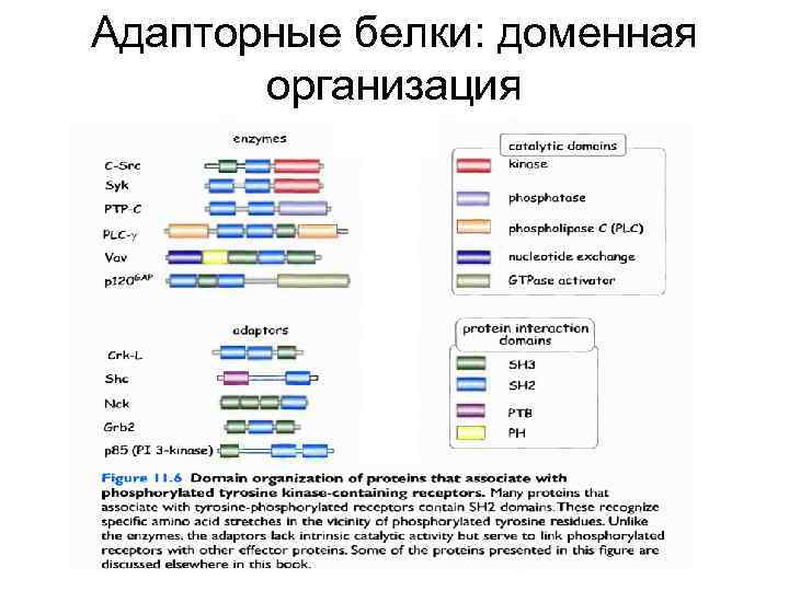 Адапторные белки: доменная организация 