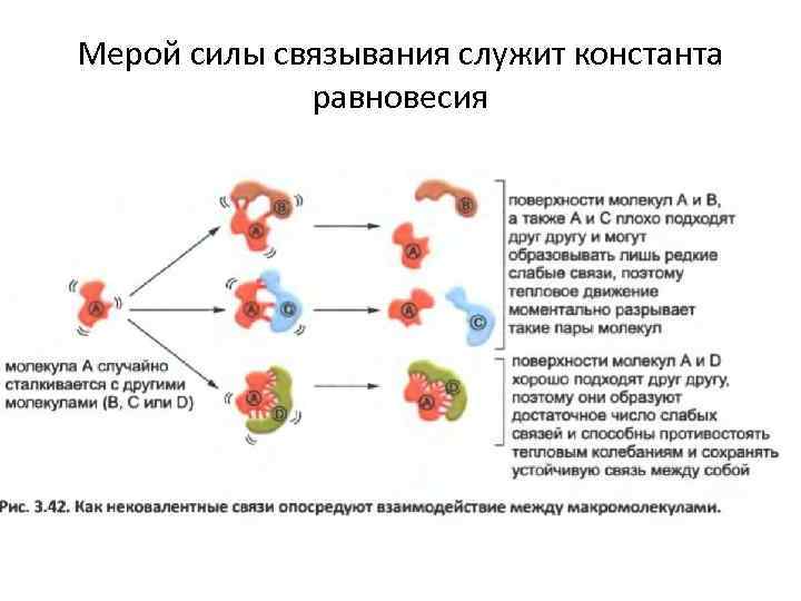 Мерой силы связывания служит константа равновесия 